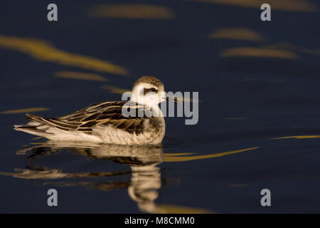 Zwemmende onvolwassen Grauwe Franjepoot ; Natation Phalarope à immatures Banque D'Images