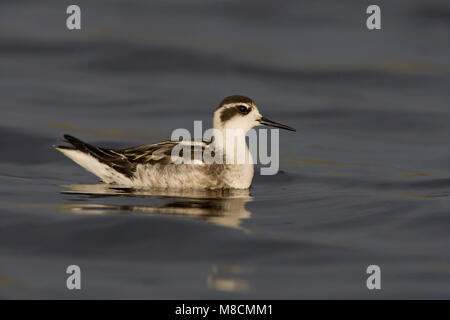 Zwemmende onvolwassen Grauwe Franjepoot ; Natation Phalarope à immatures Banque D'Images