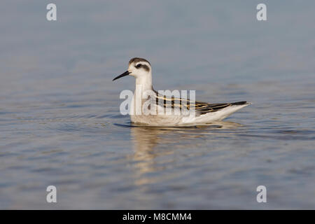 Zwemmende onvolwassen Grauwe Franjepoot ; Natation Phalarope à immatures Banque D'Images