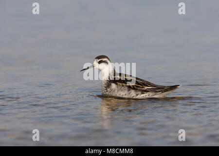 Zwemmende onvolwassen Grauwe Franjepoot ; Natation Phalarope à immatures Banque D'Images