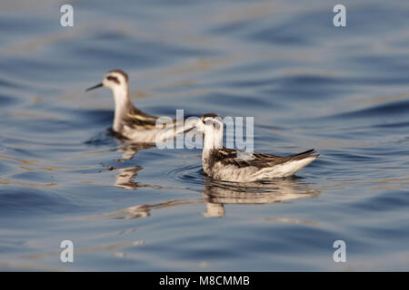 Zwemmende onvolwassen Grauwe Franjepoot ; Natation Phalarope à immatures Banque D'Images