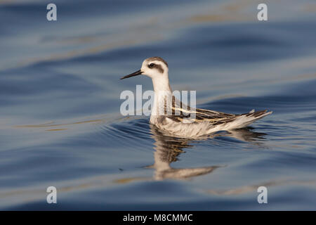 Zwemmende onvolwassen Grauwe Franjepoot ; Natation Phalarope à immatures Banque D'Images