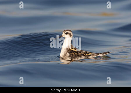 Zwemmende onvolwassen Grauwe Franjepoot ; Natation Phalarope à immatures Banque D'Images