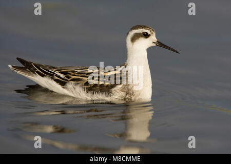 Zwemmende onvolwassen Grauwe Franjepoot ; Natation Phalarope à immatures Banque D'Images