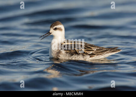 Zwemmende onvolwassen Grauwe Franjepoot ; Natation Phalarope à immatures Banque D'Images