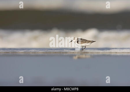 Juveniele Drieteenstrandloper Sanderling juvénile ; Banque D'Images