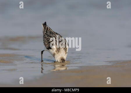 Juveniele Drieteenstrandloper Sanderling juvénile ; Banque D'Images