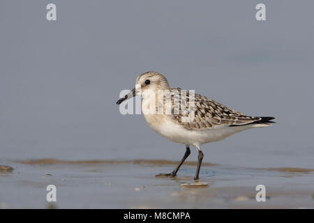 Juveniele Drieteenstrandloper Sanderling juvénile ; Banque D'Images