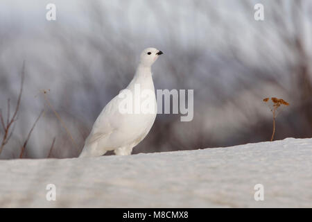 Dans winterkleed Moerassneeuwhoen ; Lagopède en plumage d'hiver Banque D'Images