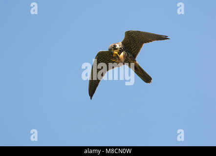 Passe-temps à manger un insecte dans l'air. Banque D'Images