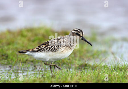 Breedbekstrandloper, faucon Kobez, Limicola falcinellus Banque D'Images