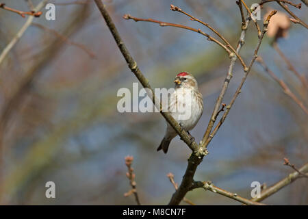Les cochenilles (commune) Sizerin flammé (Carduelis flammea) Banque D'Images