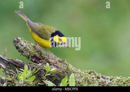 Mâle adulte, Galveston, TX Avril 2014 Co. Banque D'Images