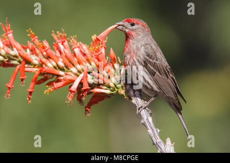 Pima adultes mâles Co., AZ Avril 2013 Banque D'Images