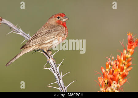 Pima adultes mâles Co., AZ Avril 2009 Banque D'Images