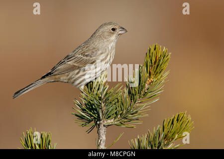 Femelle adulte Co., Los Alamos NM Décembre 2008 Banque D'Images