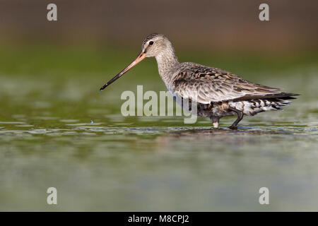 L'image d'oiseaux par Brian E. Small Banque D'Images