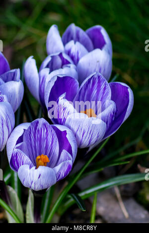 Crocus Banque D'Images