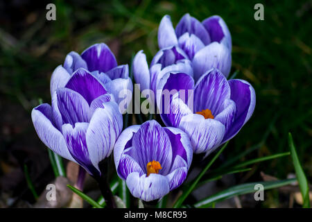 Crocus Banque D'Images