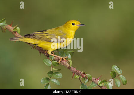 Mâle adulte, Galveston, TX Avril 2012 Co. Banque D'Images