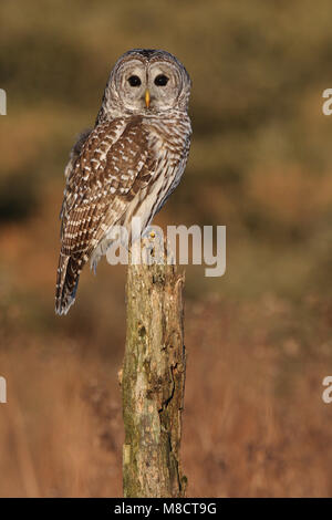 L'UIL Gestreepte zittend ; Barred Owl perché Banque D'Images