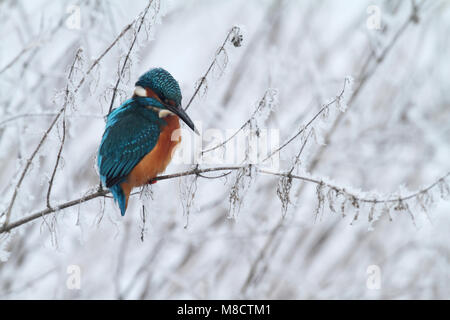 Mannetje IJsvogel dans de Winter, homme politique Kingfisher en hiver Banque D'Images