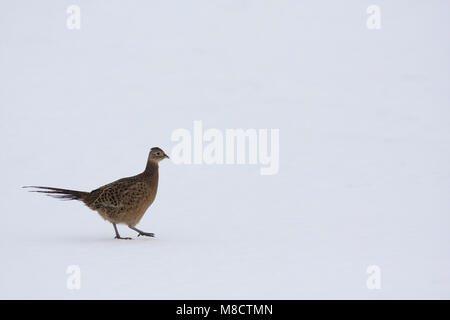 En Fazant vrouwtje lopend en faisan commun femme walking in snow Banque D'Images