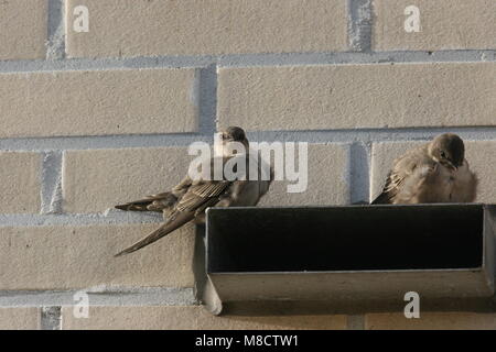 Rotszwaluw,Eurasian Crag Martin Banque D'Images