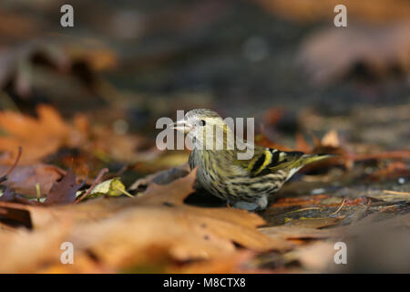 Sijs bij een drinkplaats ; Eurasian Siskin au lieu de boire Banque D'Images