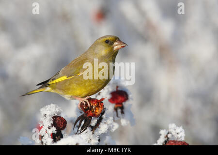 Dans takje Groenling op een de winter ; European Greenfinch perché sur une brindille en hiver Banque D'Images