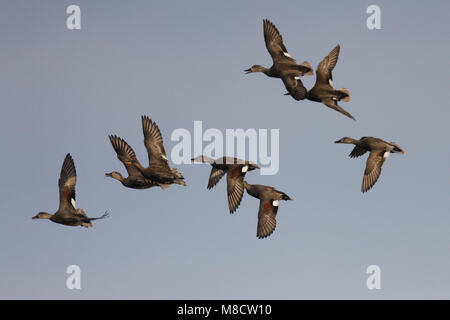 Dans Krakeenden Groep de viaje en avión ; troupeau de canards chipeaux en vol Banque D'Images