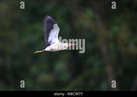 Woudaap vliegend adultes ; Blongios nain volant adultes Banque D'Images