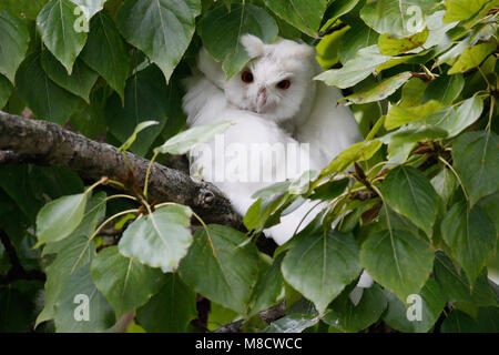 Ransuil zittend albino op tak ; Long-eared Owl perché albinos sur branch Banque D'Images