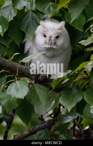 Ransuil zittend albino op tak ; Long-eared Owl perché albinos sur branch Banque D'Images