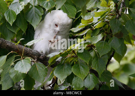 Ransuil zittend albino op tak ; Long-eared Owl perché albinos sur branch Banque D'Images