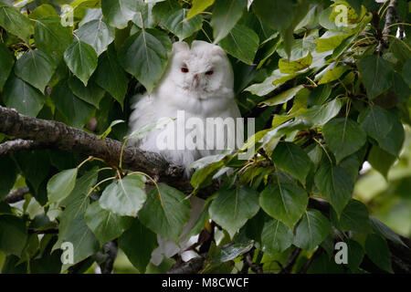 Ransuil zittend albino op tak ; Long-eared Owl perché albinos sur branch Banque D'Images