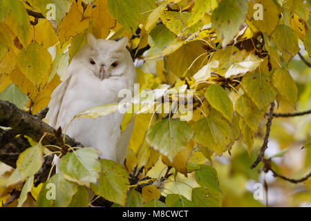 Ransuil zittend albino op tak ; Long-eared Owl perché albinos sur branch Banque D'Images