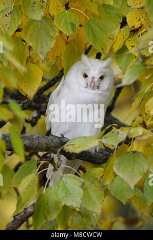 Ransuil zittend albino op tak ; Long-eared Owl perché albinos sur branch Banque D'Images