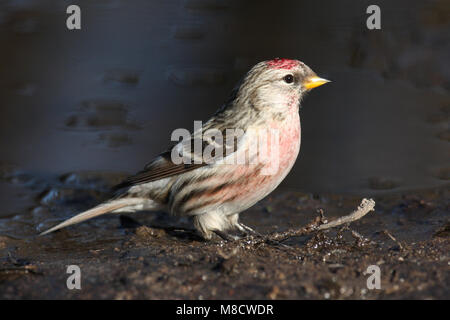 Grote Barmsijs bij drinkplaats Monts-mealy ; Sizerin blanchâtre au site potable Banque D'Images