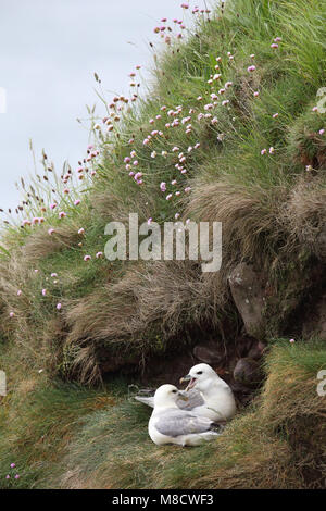 Broedende Noordse Stormvogels, élevage le Fulmar boréal Banque D'Images