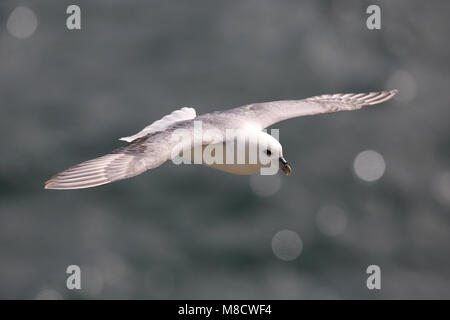 Noordse Stormvogel en viaje en avión, le Fulmar boréal en vol Banque D'Images