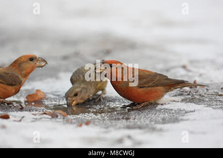 Bec de perroquet Kruisbek drinkend potable ; Grote Banque D'Images