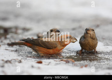 Bec de perroquet Kruisbek drinkend potable ; Grote Banque D'Images