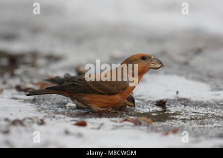 Bec de perroquet Kruisbek drinkend potable ; Grote Banque D'Images
