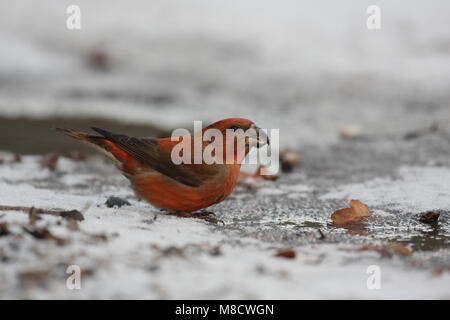 Bec de perroquet Kruisbek drinkend potable ; Grote Banque D'Images