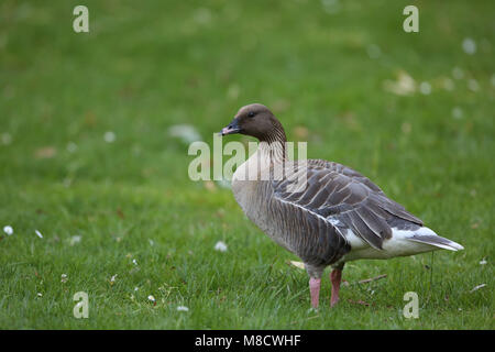 Kleine Rietgans dans weiland, Pink-footed Goose in meadow Banque D'Images