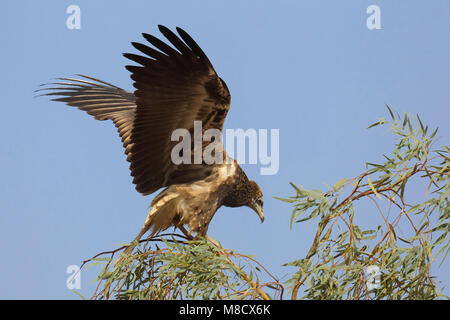 Aasgier ; Percnoptère Banque D'Images