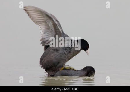 Parende Meerkoeten ; accouplement Foulques eurasien Banque D'Images