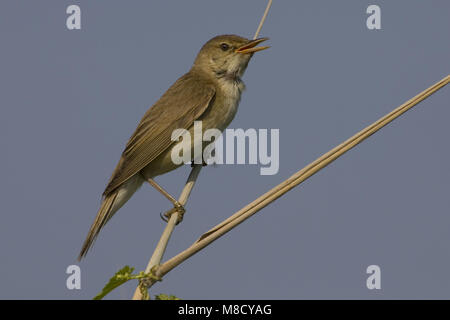 Zingende Kleine Karekiet in het riet ; chanter Eurasian Reed Warbler à reed Banque D'Images