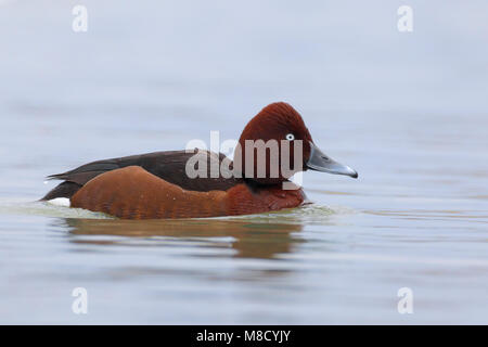 Mannetje Witoogeend zwemmend, mâle Fuligule nyroca natation Banque D'Images